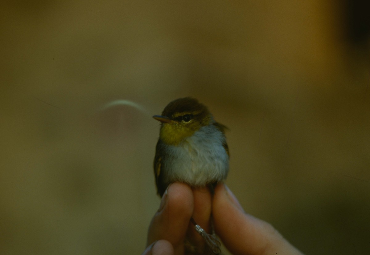 Yellow-throated Woodland-Warbler - John Innes