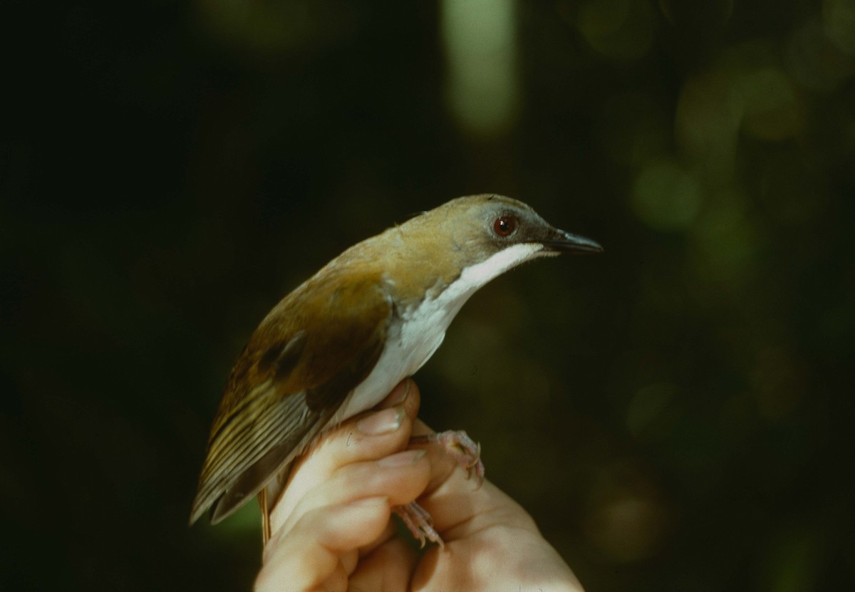 White-chested Alethe - ML205779341