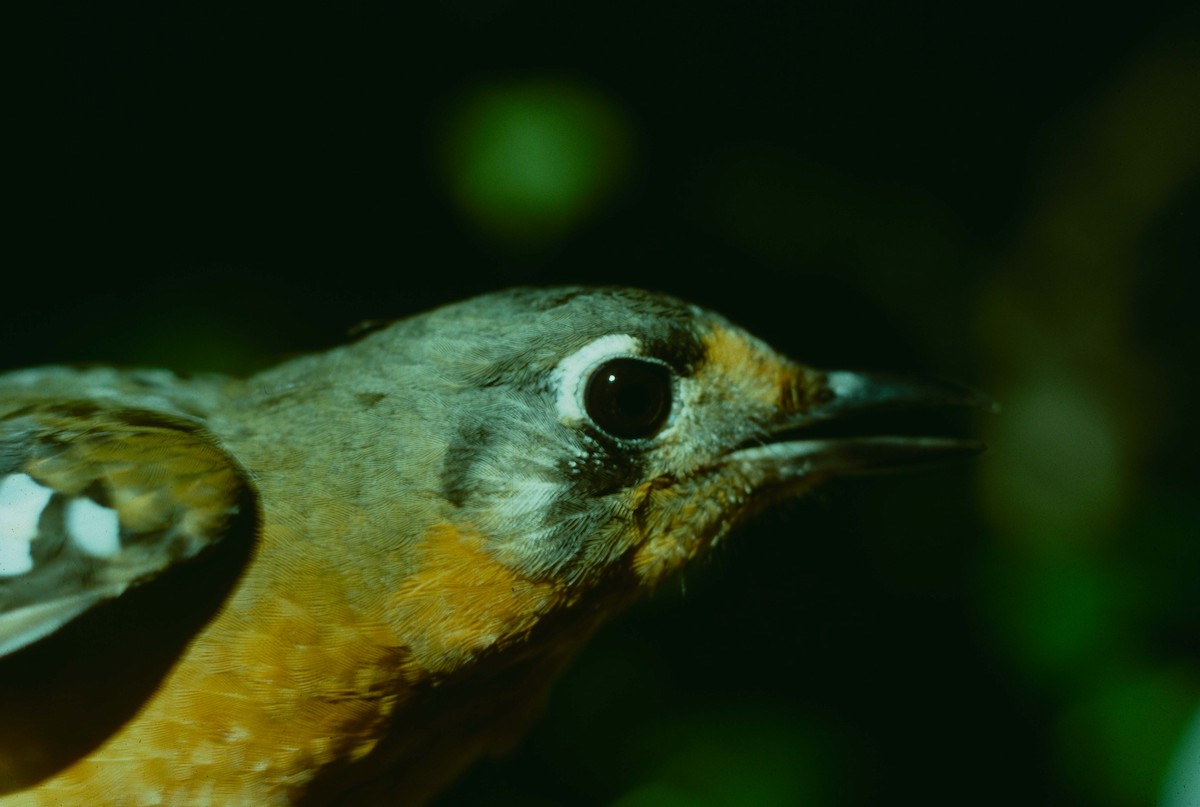 Orange Ground-Thrush - ML205779351