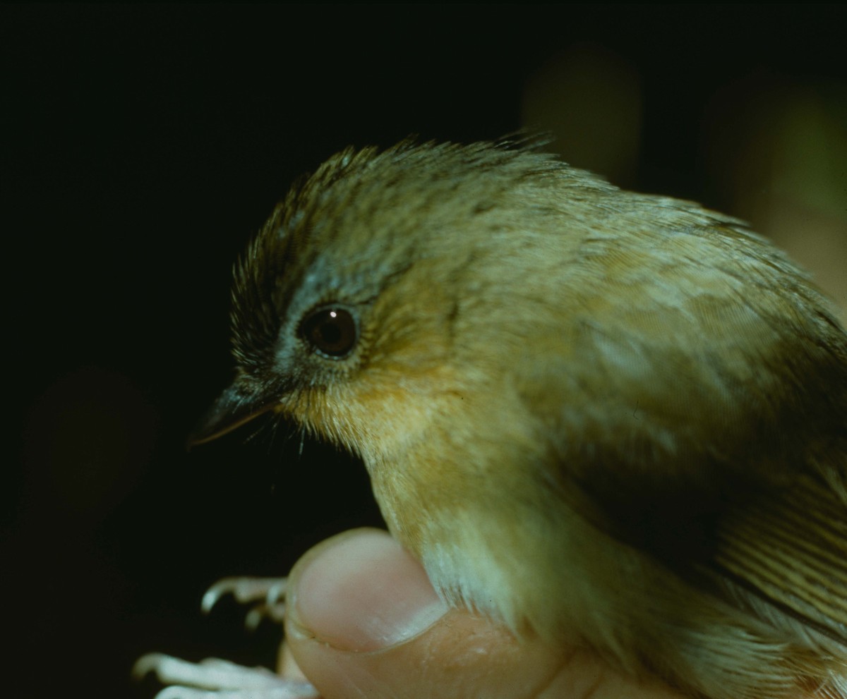 Sharpe's Akalat - ML205779361