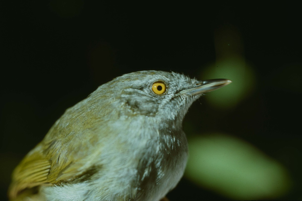 Usambara Greenbul - ML205779371