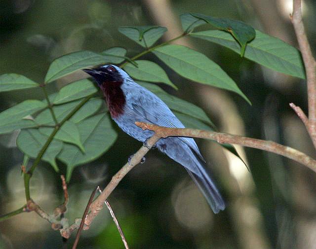 Maroon-breasted Philentoma - James Eaton