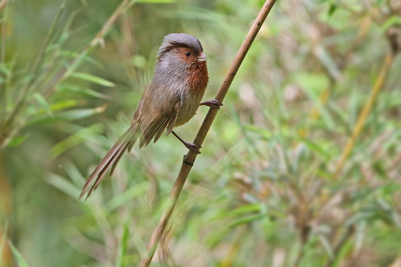 Rusty-throated Parrotbill - James Eaton