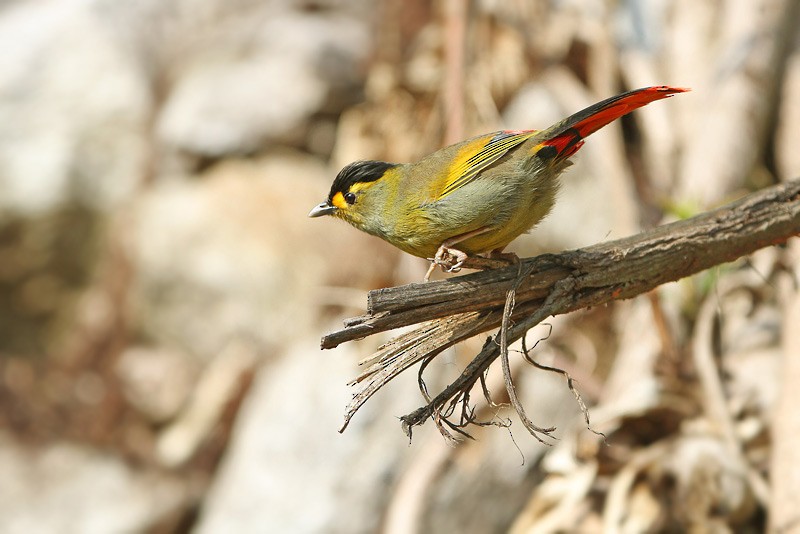 Bugun Liocichla - ML205779631