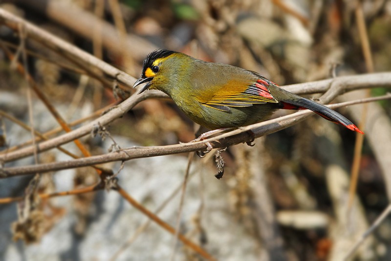 Bugun Liocichla - ML205779641