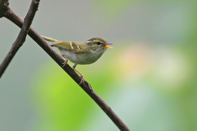 Emei Leaf Warbler - ML205779771