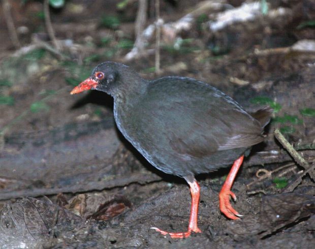 Calayan Rail - James Eaton