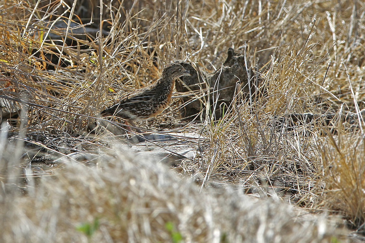 Sumba Buttonquail - ML205779911