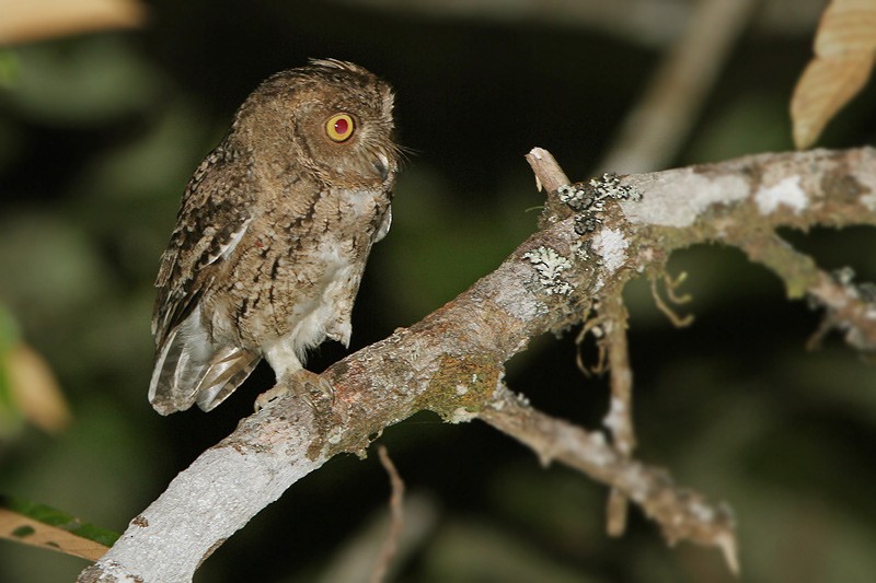 Wallace's Scops-Owl - James Eaton