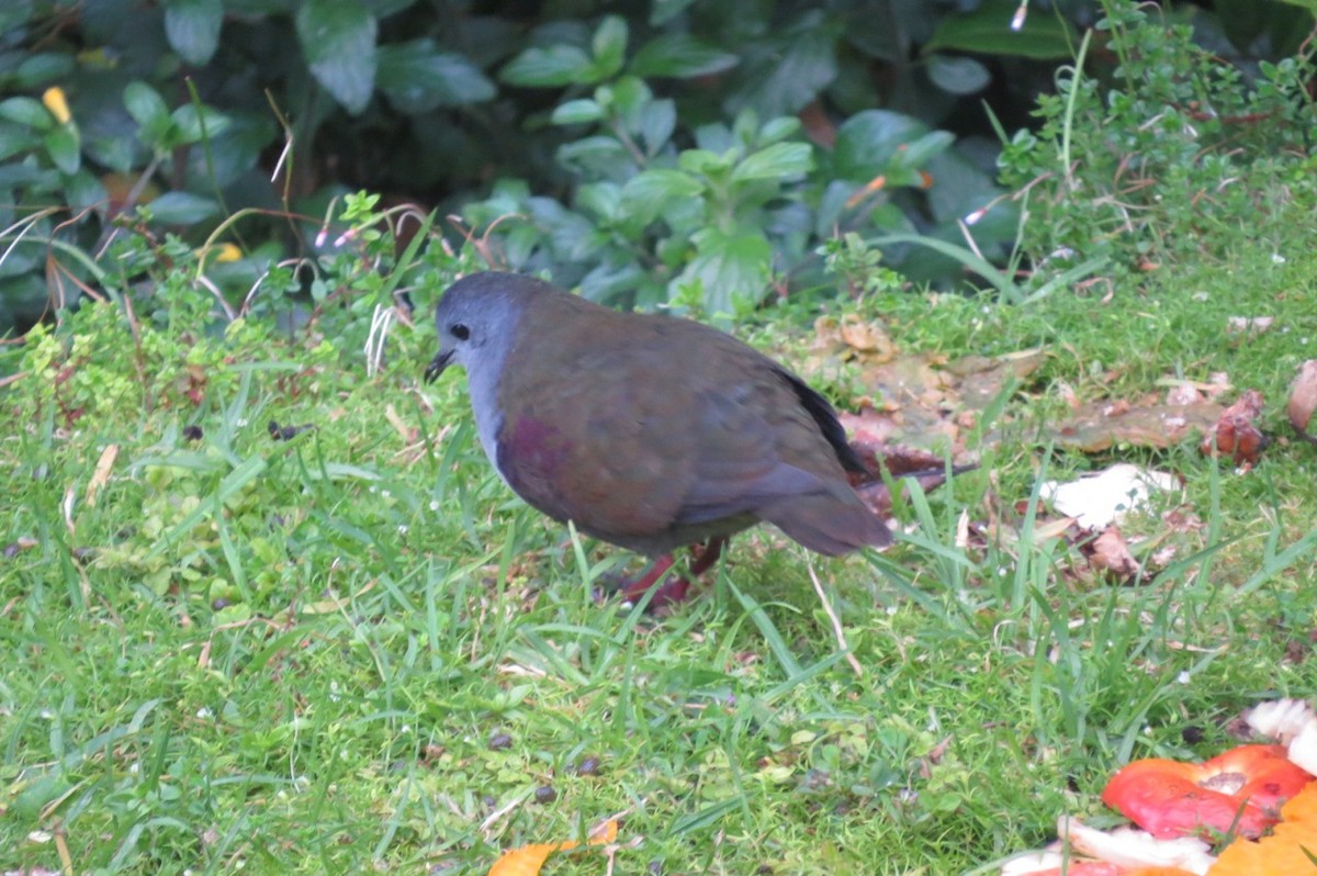 Paloma Perdiz Pechigrís (beccarii) - ML205780101