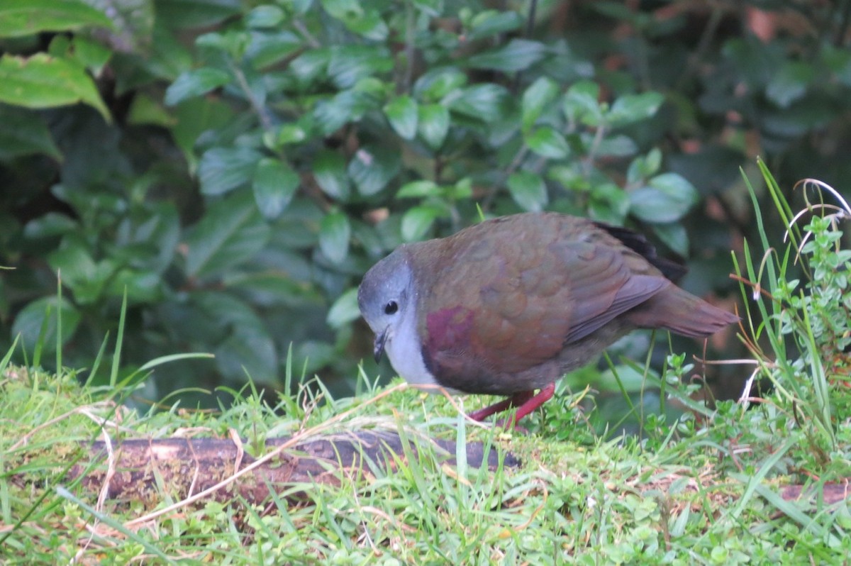 Paloma Perdiz Pechigrís (beccarii) - ML205780111