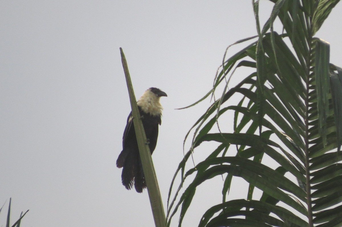 Coucal atralbin - ML205780221