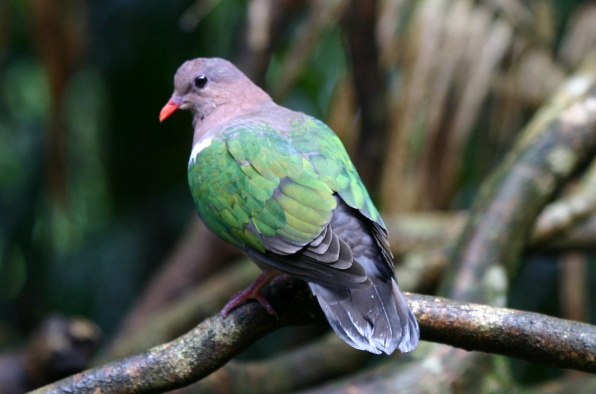 Pacific Emerald Dove - ML205780411