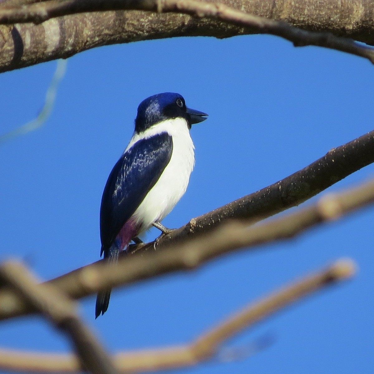 Ultramarine Kingfisher - ML205780421