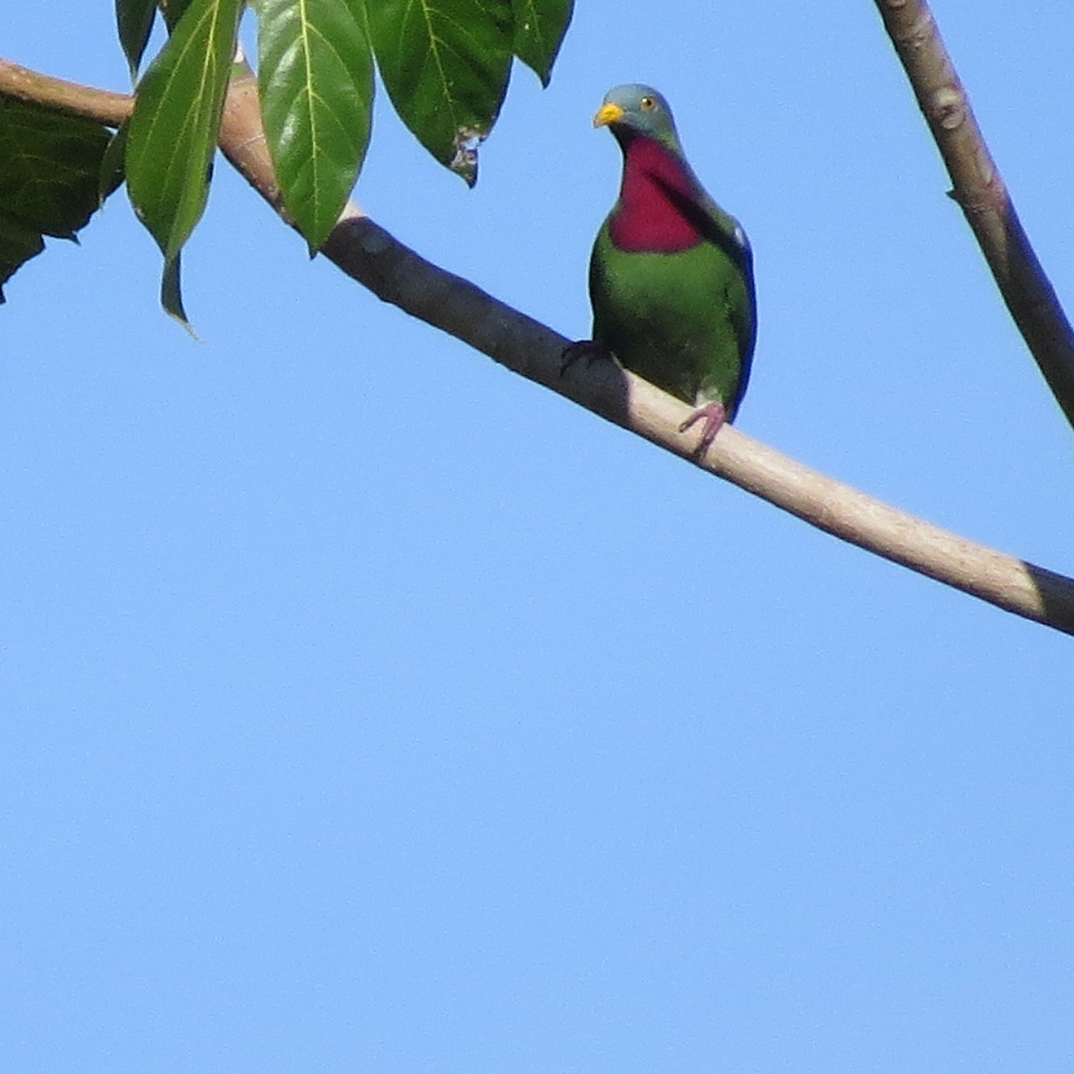 Claret-breasted Fruit-Dove - ML205780461
