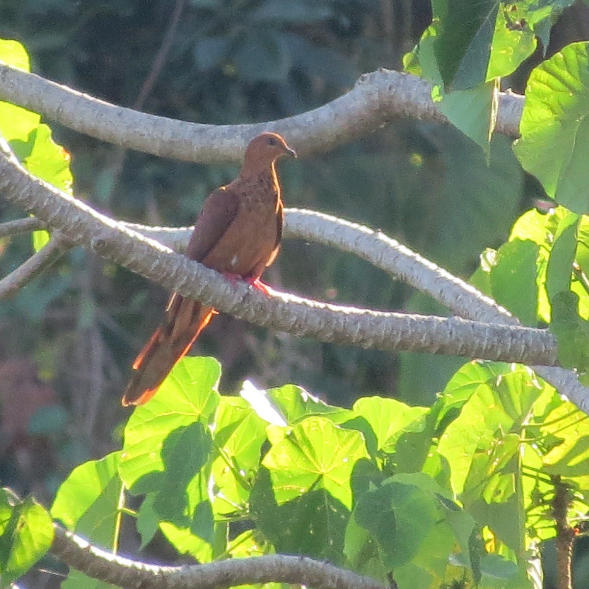 Mackinlay's Cuckoo-Dove - ML205780471