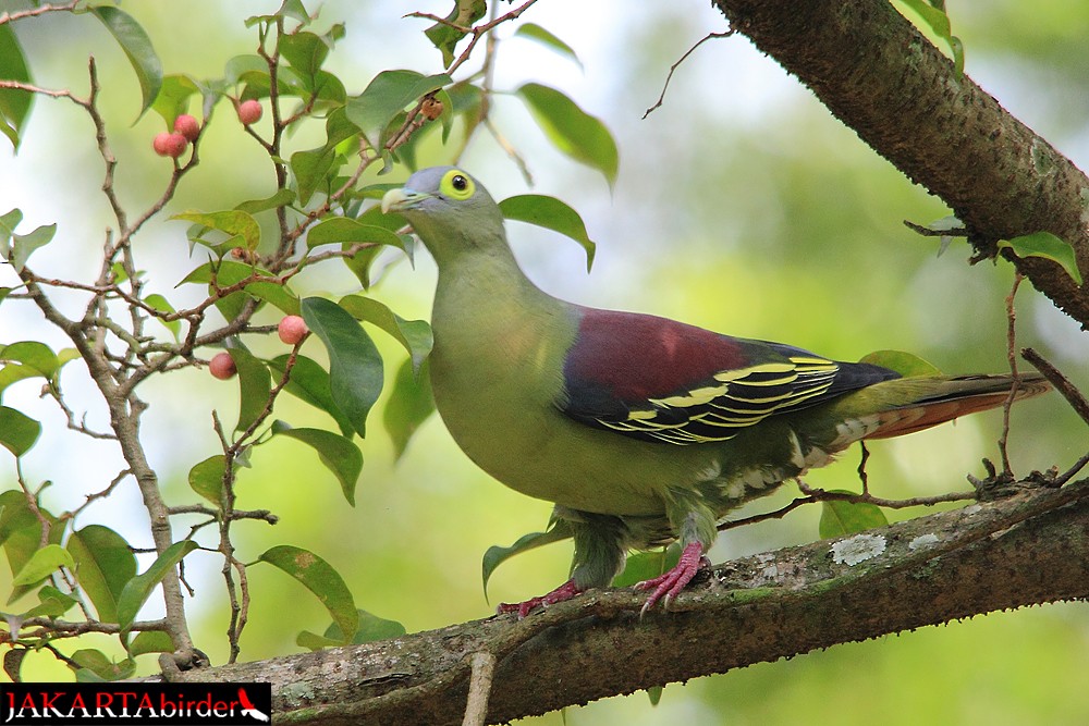 Gray-cheeked Green-Pigeon - Khaleb Yordan