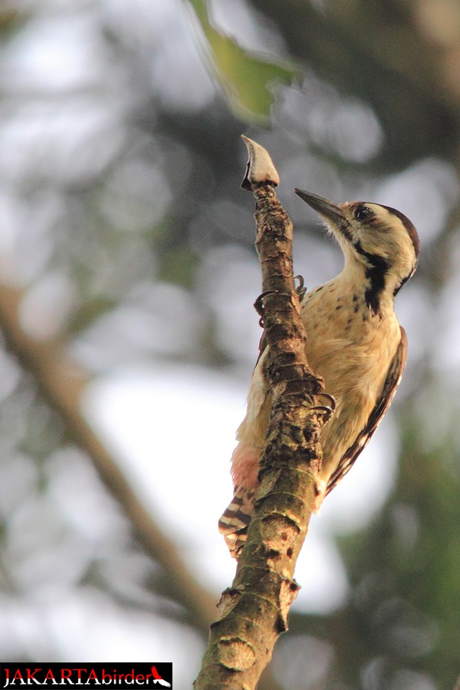 Freckle-breasted Woodpecker - ML205780601