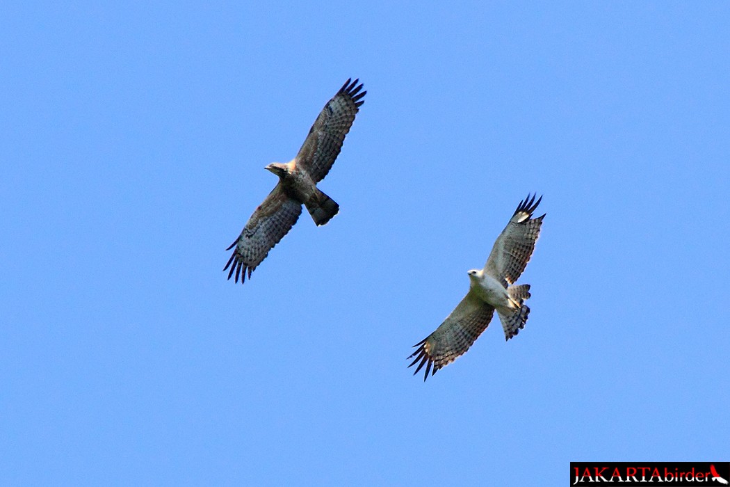 Changeable Hawk-Eagle (Changeable) - ML205780721