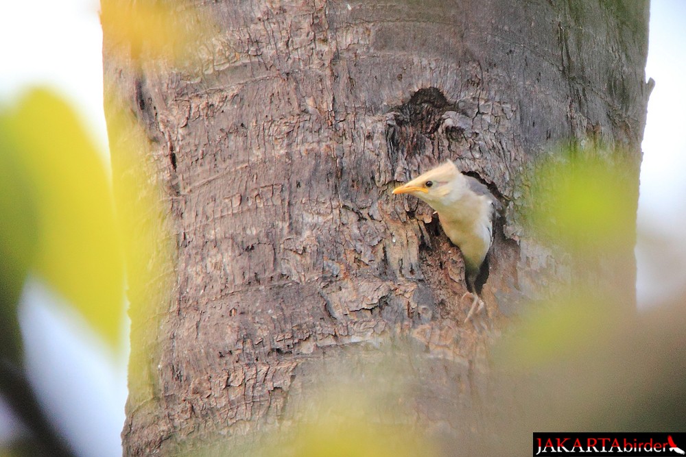 Black-winged Myna (Gray-backed) - Khaleb Yordan