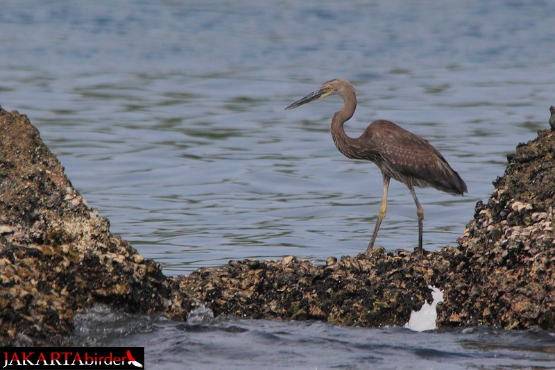 Great-billed Heron - ML205780871