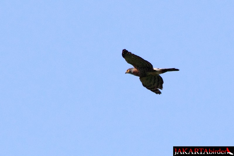 Crested Goshawk - ML205780921