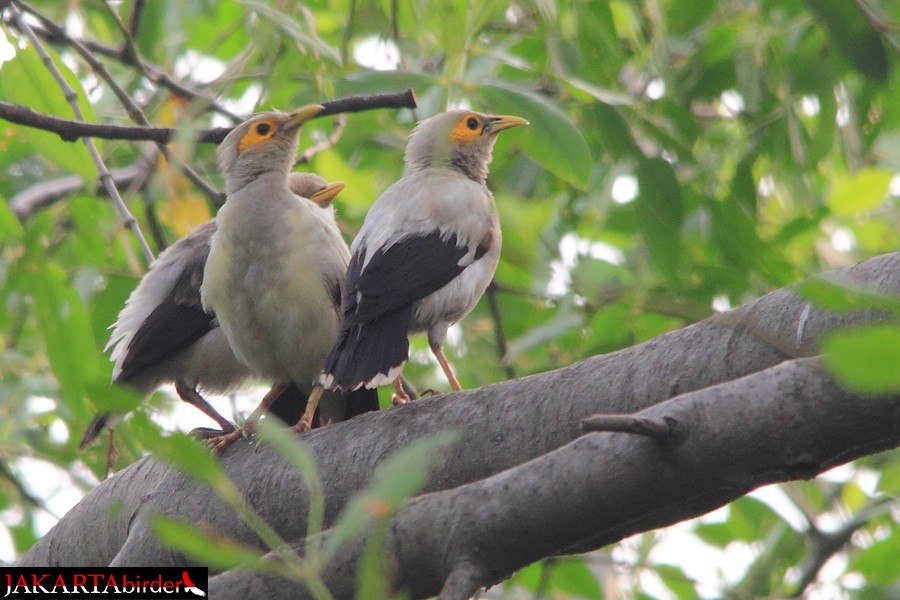 Black-winged Myna (Black-winged) - Khaleb Yordan