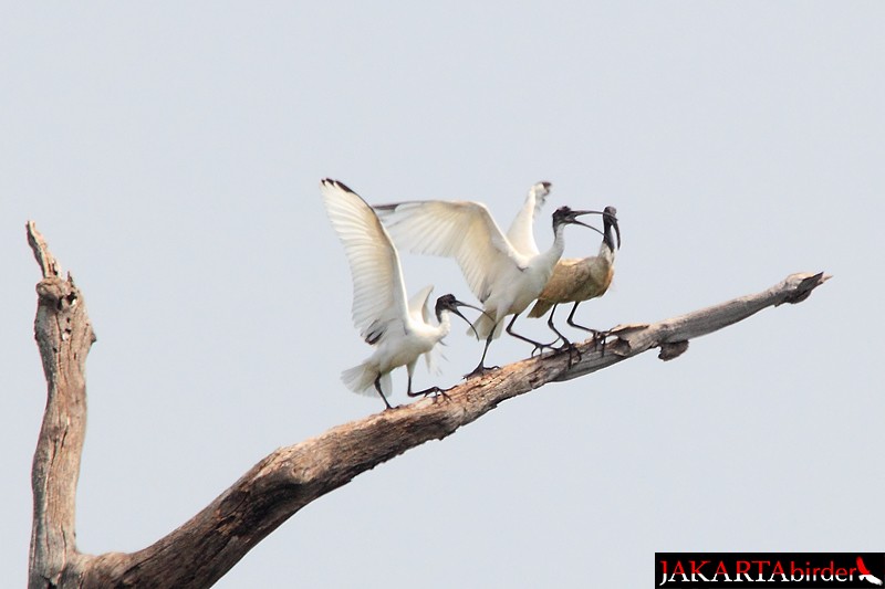 Ibis à tête noire - ML205781031