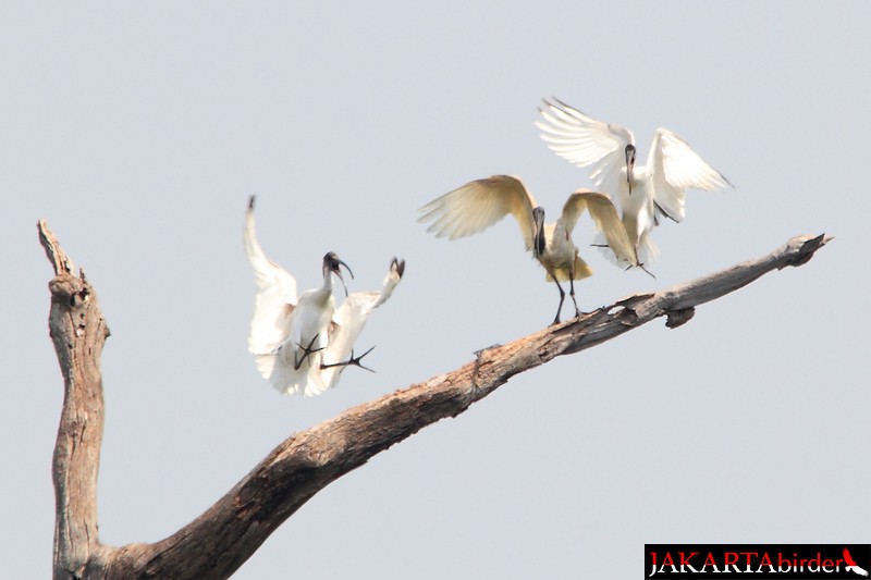 Ibis à tête noire - ML205781041