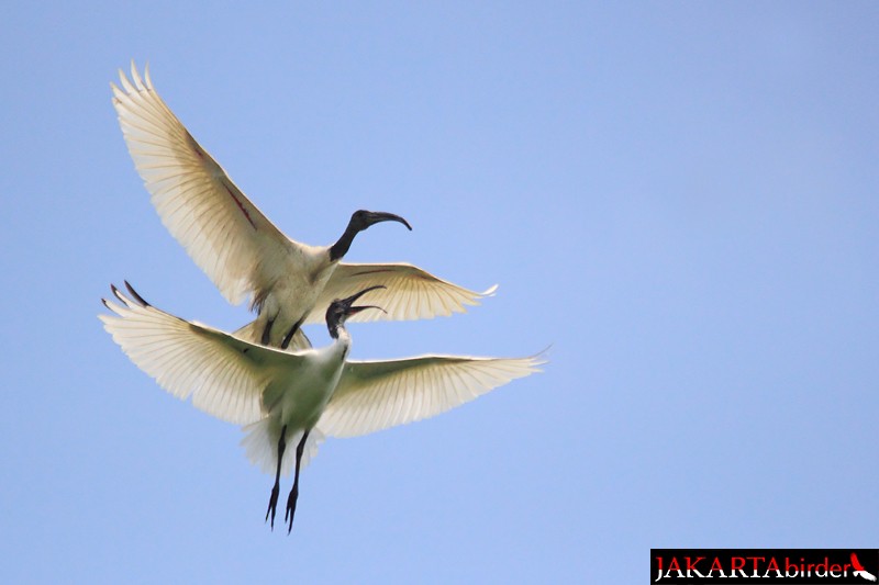 Ibis à tête noire - ML205781051