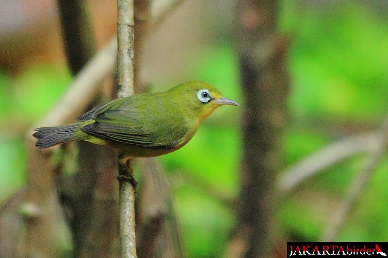 Lemon-bellied White-eye - Khaleb Yordan