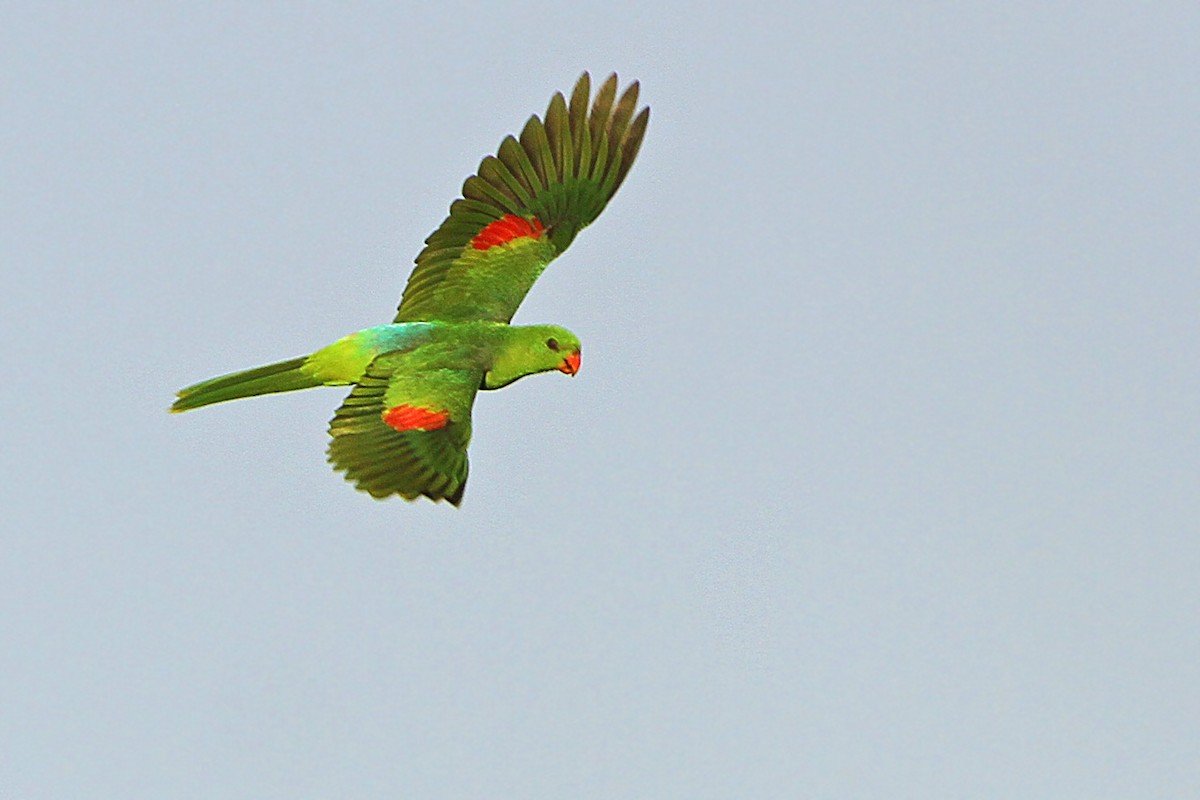 Olive-shouldered Parrot - James Eaton