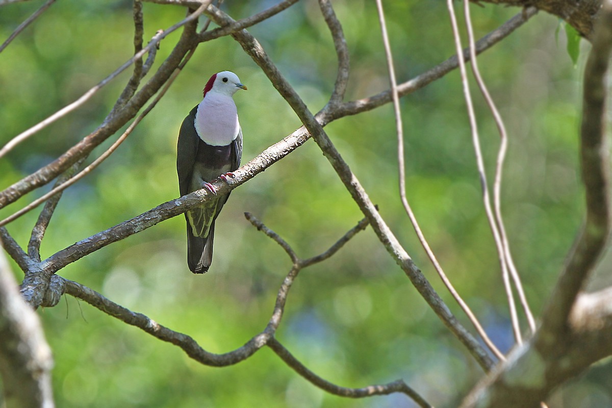 Red-naped Fruit-Dove - James Eaton