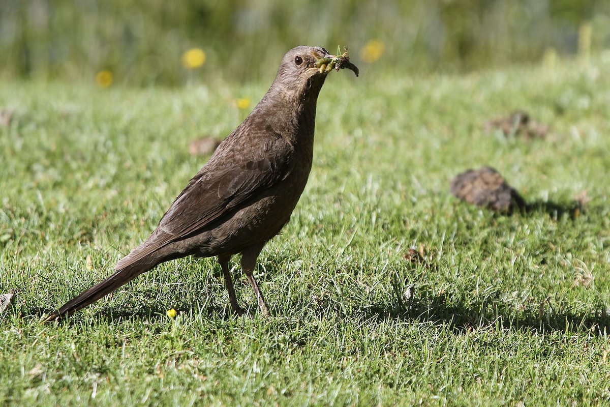 Tibetan Blackbird - James Eaton