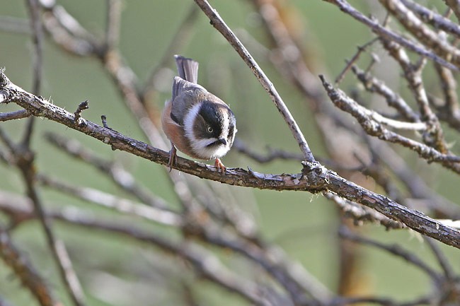 Black-browed Tit (Burmese) - ML205782011