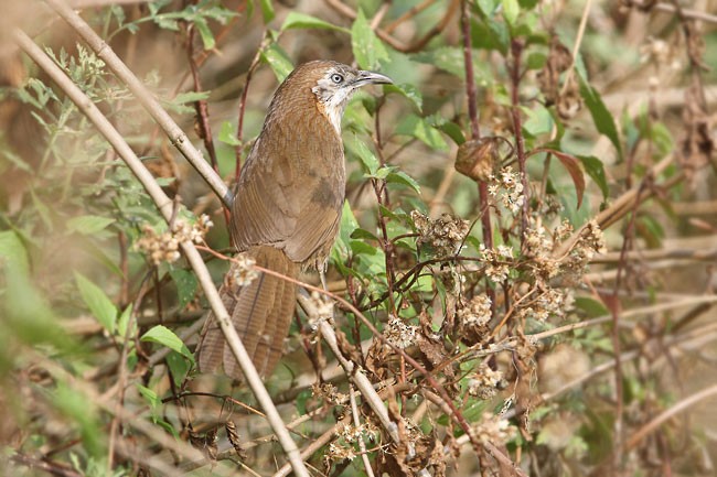 Spiny Babbler - James Eaton