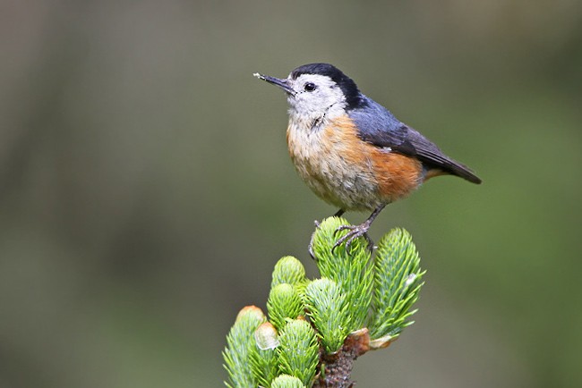 Przevalski's Nuthatch - James Eaton