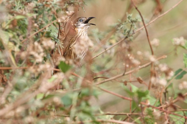 Spiny Babbler - James Eaton