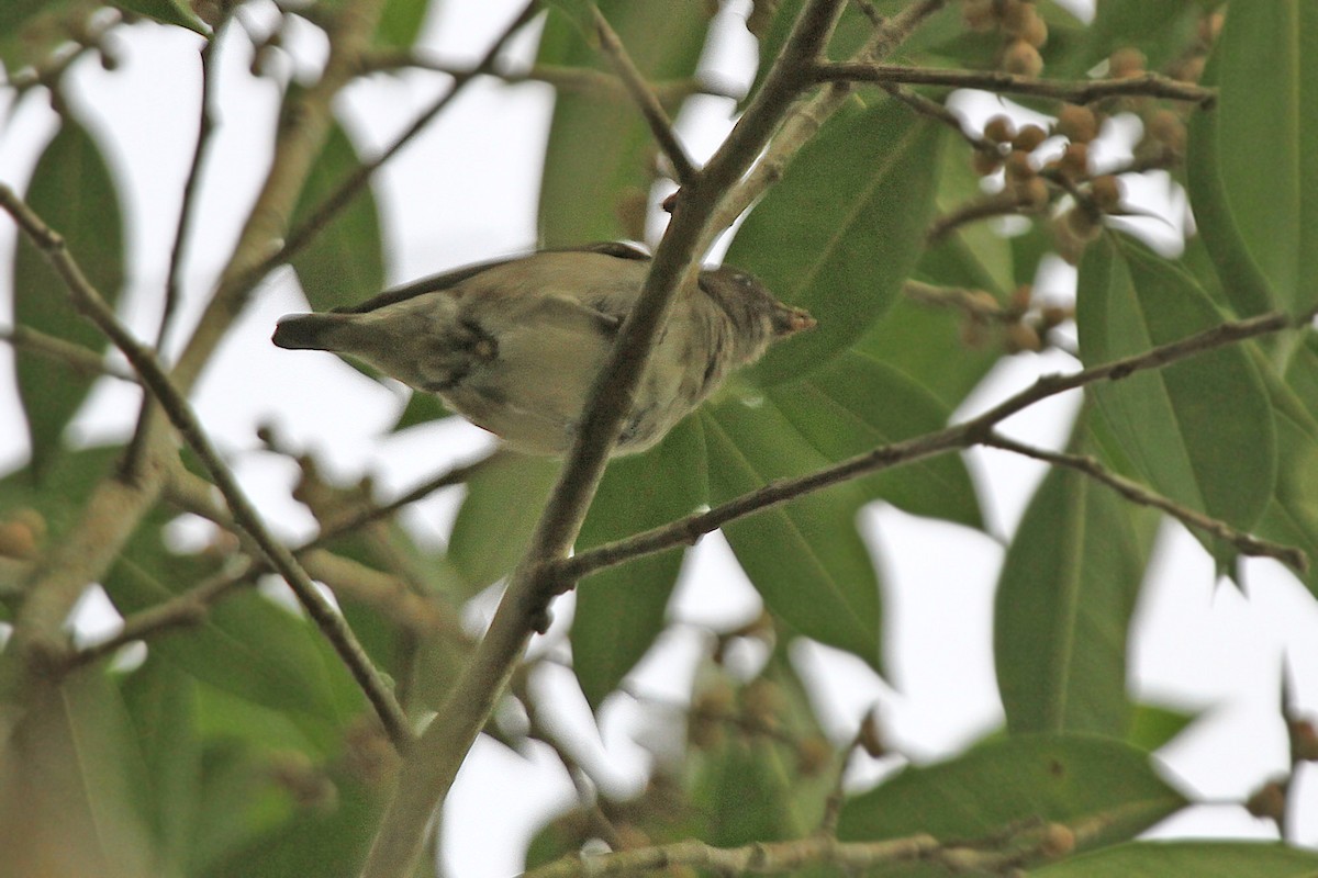 Brown-backed Flowerpecker - ML205782241