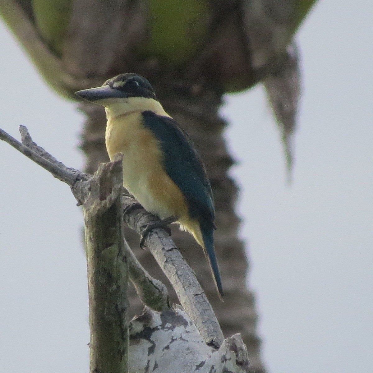 Melanesian Kingfisher (Bougainville-Guadalcanal) - ML205782401