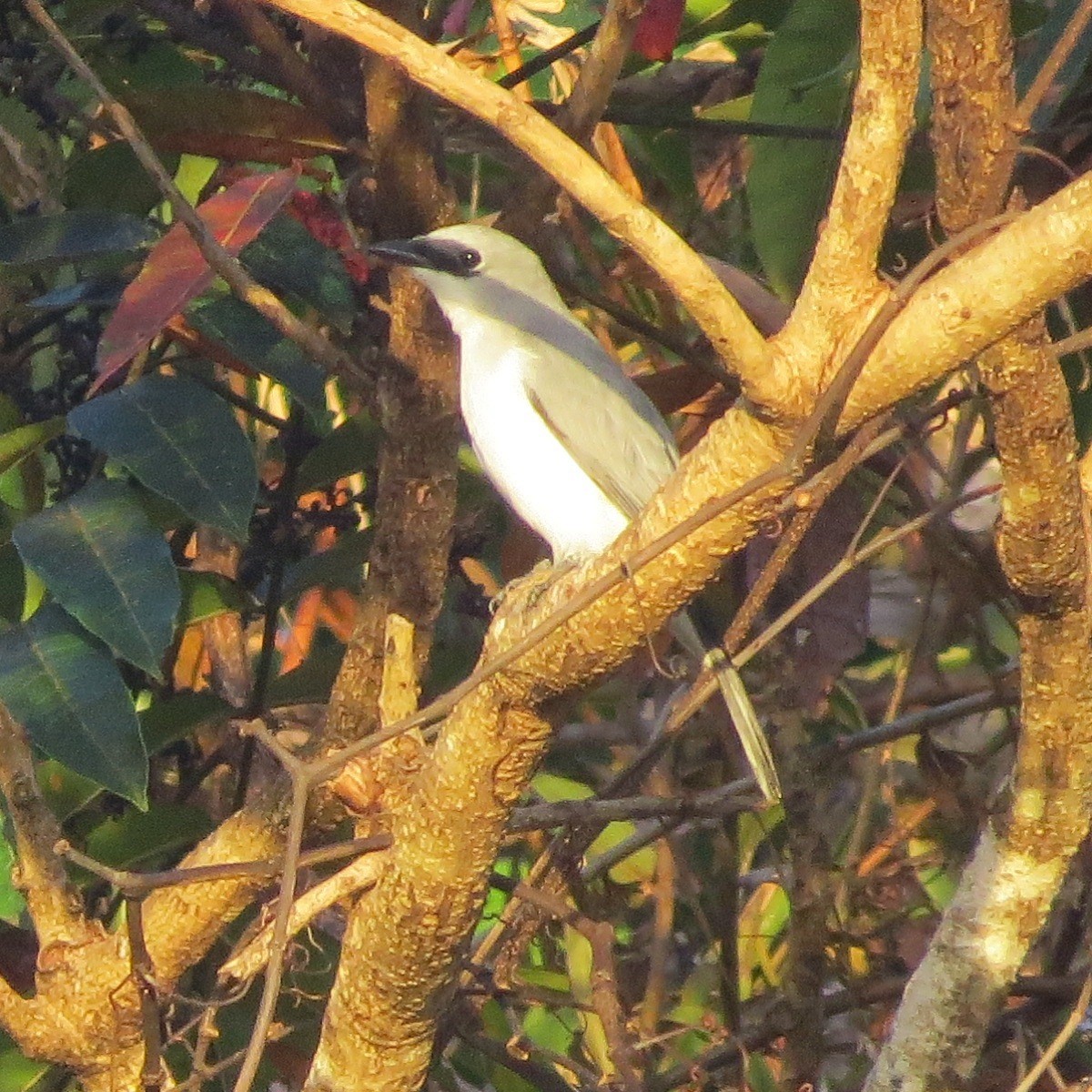 White-bellied Cuckooshrike - Phil Gregory | Sicklebill Safaris | www.birder.travel