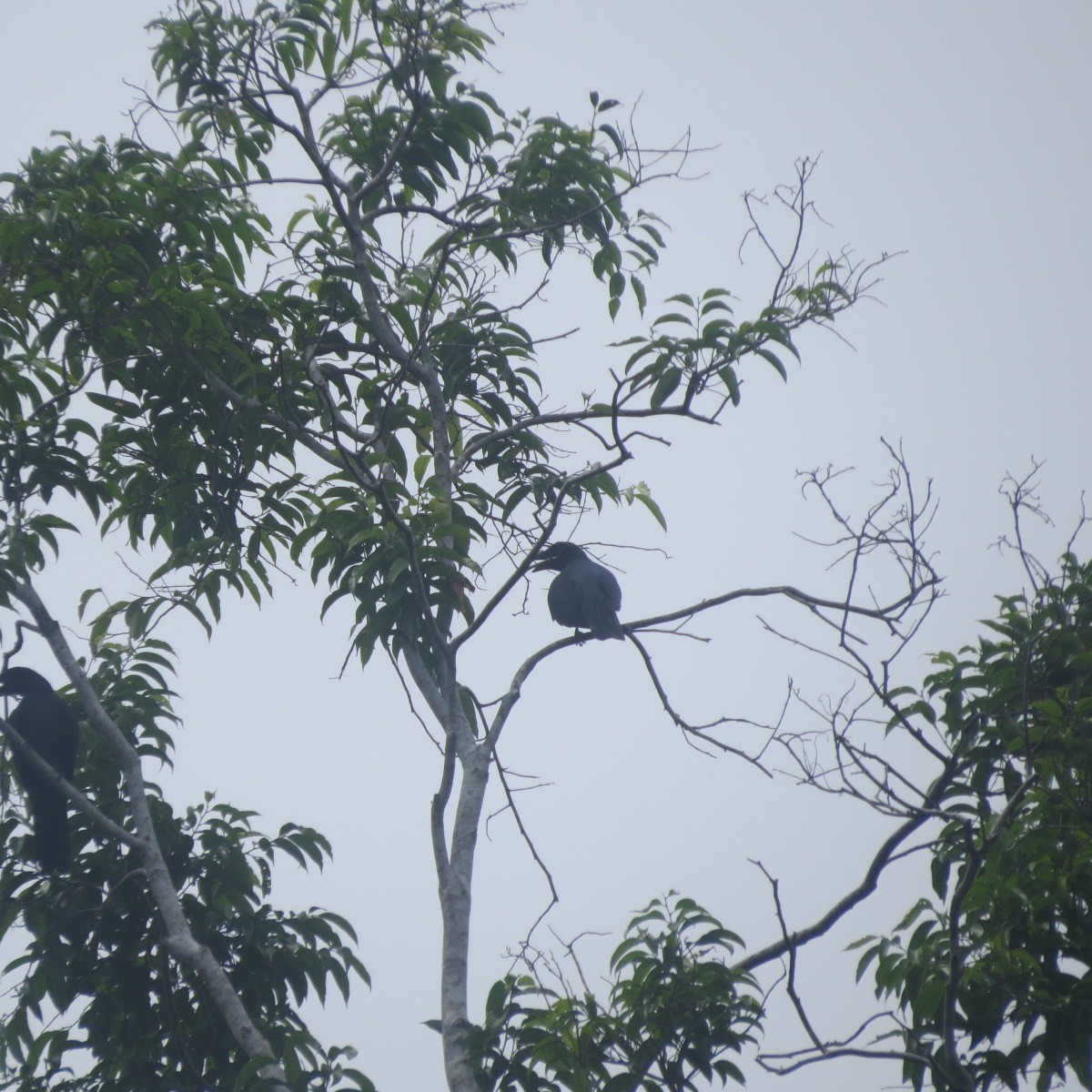 North Melanesian Cuckooshrike - ML205782421