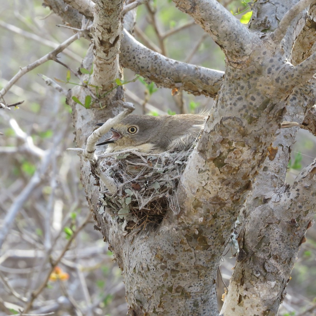 Red-shouldered Vanga - Phil Gregory | Sicklebill Safaris | www.birder.travel