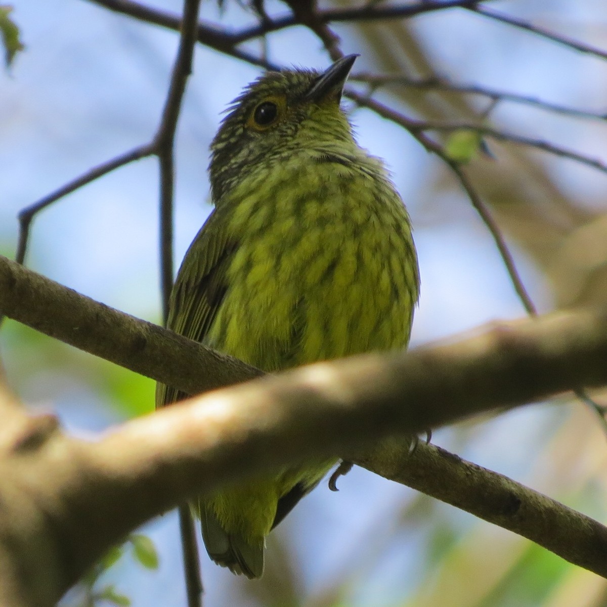 キイロマミヤイロチョウ - ML205782861