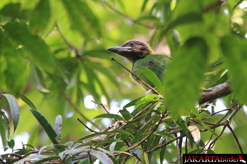 barbet hnědohrdlý - ML205783041