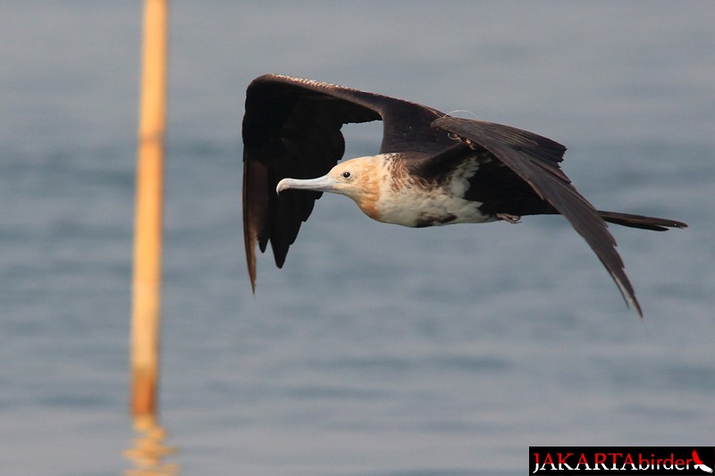 Lesser Frigatebird (Lesser) - ML205783131