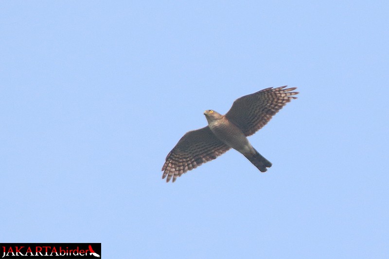 Japanese Sparrowhawk - ML205783221