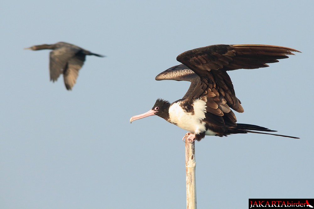 Christmas Island Frigatebird - ML205783441