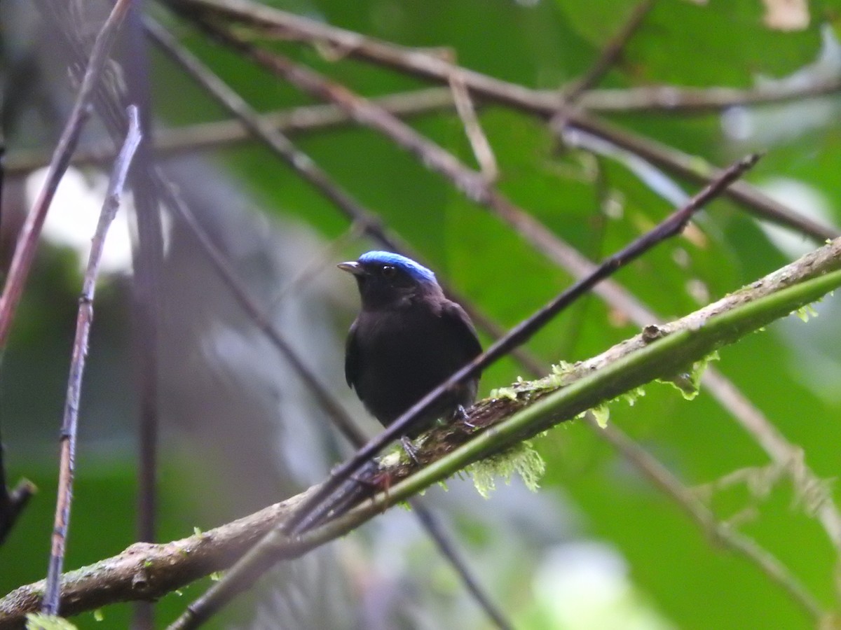 Blue-capped Manakin (Blue-capped) - Agustin Carrasco