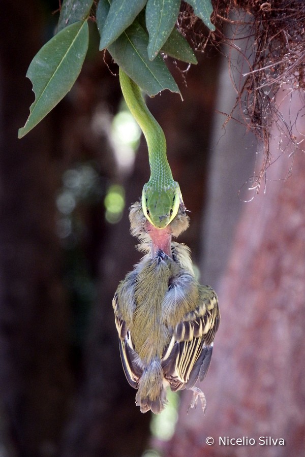 Yellow-olive Flatbill - Nicelio Silva